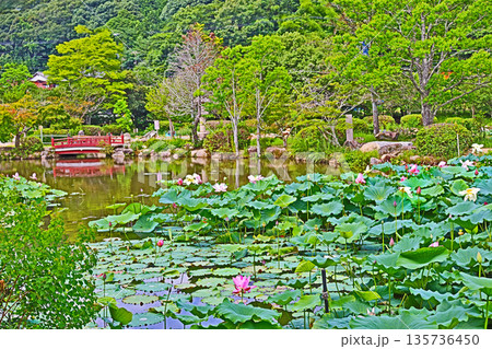 山口県下関市東行庵境内の池に咲く美しい蓮の花 山口県下関市東行庵境内の池に咲く美しい蓮の花 135736450