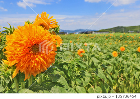 畑一面に黄色い花が咲いたひまわり畑 135736454