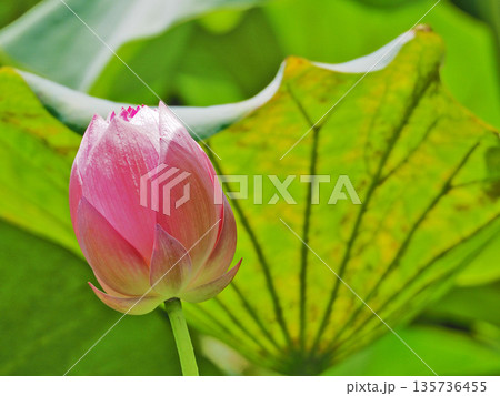 夏の池に幻想的な大輪の花が咲くピンクのハスの蕾 夏の池に幻想的な大輪の花が咲くピンクのハスの蕾 135736455