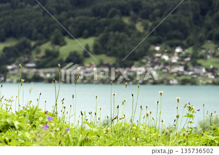 Summer meadow with swiss landscape in Interlaken Summer meadow with swiss landscape in Interlaken 135736502