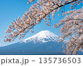 Mountain Fuji and sakura cherry blossom in Japan spring season 135736503