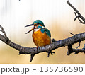 木の枝に留まり、ペリットを吐き出す直前のカワセミ 135736590