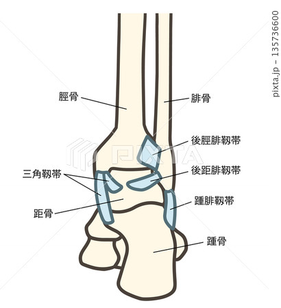 足関節の後面と靱帯の説明図 135736600