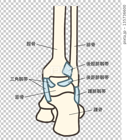 足関節の後面と靱帯の説明図 135736600