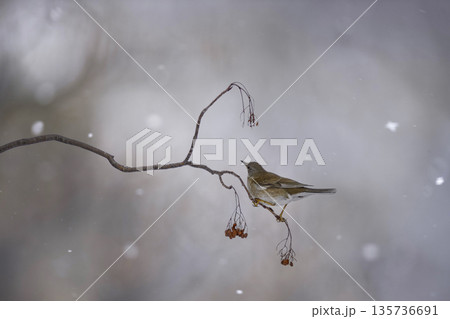 ナナカマドの実を食べるシロハラ 135736691