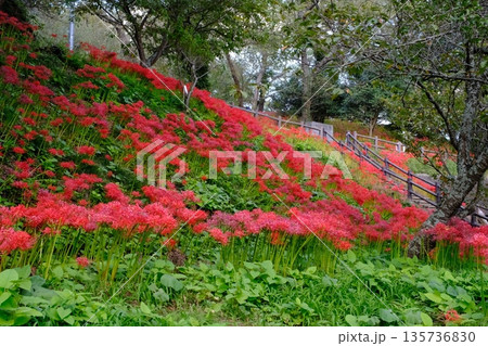羽黒山公園の彼岸花 宮城県 羽黒山公園の彼岸花 宮城県 135736830