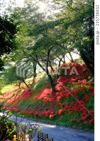 長谷寺の彼岸花 宮城県石巻市 長谷寺の彼岸花 宮城県石巻市 135736832
