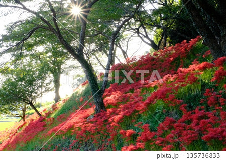 長谷寺の彼岸花 宮城県石巻市 長谷寺の彼岸花 宮城県石巻市 135736833