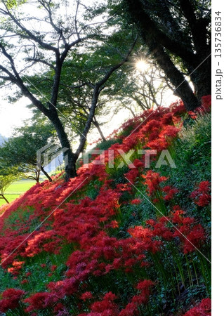 長谷寺の彼岸花 宮城県石巻市 長谷寺の彼岸花 宮城県石巻市 135736834
