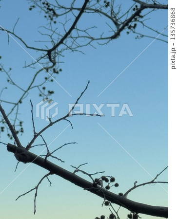 青い空を背景にした植物のシルエットと実 135736868