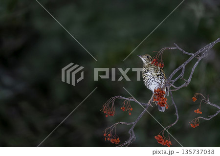 ナナカマドの実を食べるトラツグミ 135737038