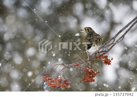 ナナカマドの実を食べるトラツグミ 135737042