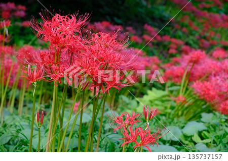 羽黒山公園の彼岸花 宮城県 羽黒山公園の彼岸花 宮城県 135737157