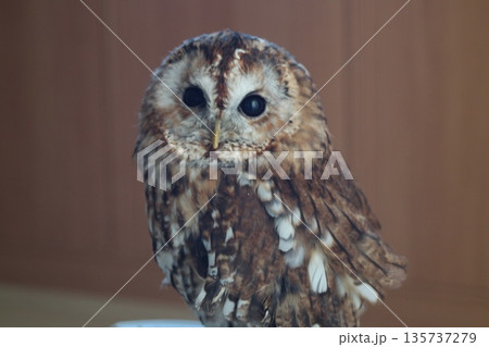 フクロウの鋭い眼差し 135737279