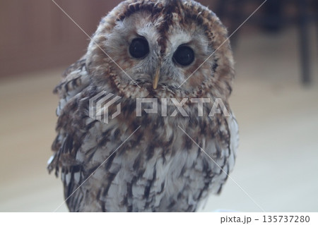 かわいいフクロウのアップ 135737280