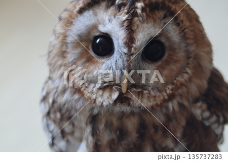 笑っているようなフクロウのアップ 135737283