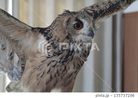 羽ばたくフクロウ 135737286