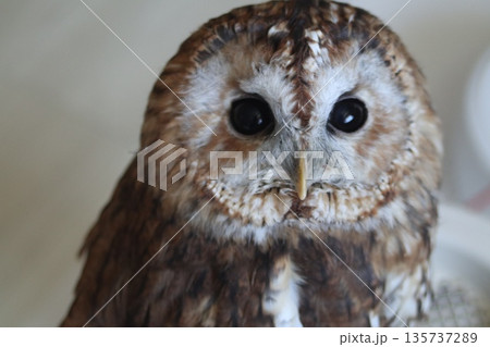 見つめるフクロウ 見つめるフクロウ 135737289