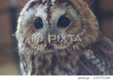 見つめるフクロウ 135737290