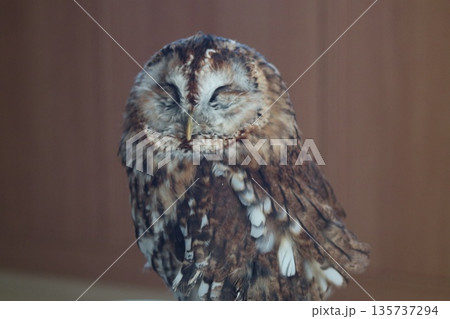 眠るモリフクロウ 135737294