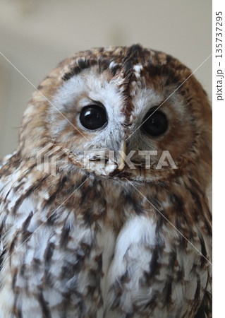 見つめるフクロウ 見つめるフクロウ 135737295