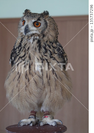 鋭い眼光のミミズク 135737296