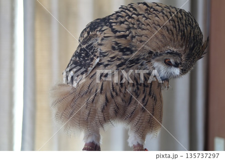 鋭い眼光のミミズク 135737297