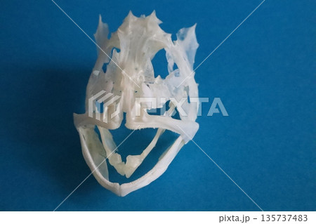 ウッカリカサゴの骨格標本（青バック） 135737483