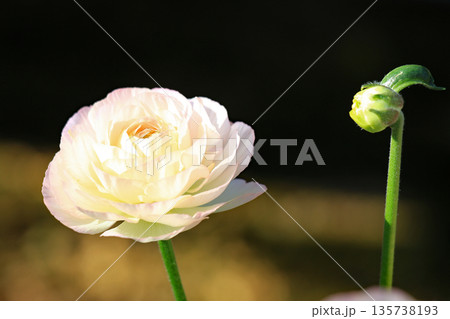淡い白の綺麗な花 135738193