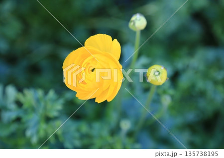 可愛い黄色い花 可愛い黄色い花 135738195