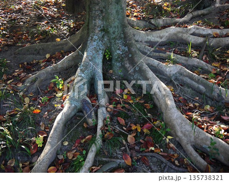 木の根と落ち葉 木の根と落ち葉 135738321