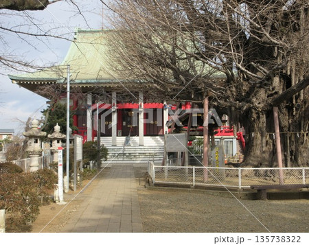 千葉寺の本堂とイチョウの木 千葉寺の本堂とイチョウの木 135738322