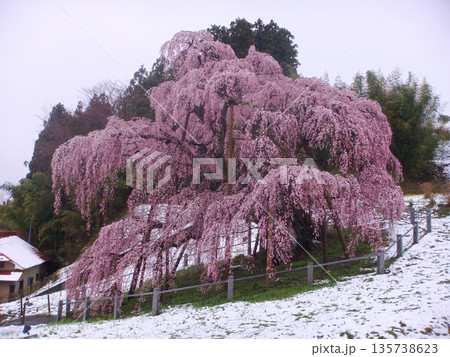 2010年4月23日　三春町　滝桜と積雪 135738623