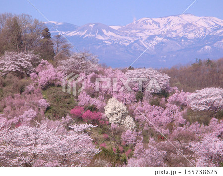 福島市 花見山公園 福島市 花見山公園 135738625