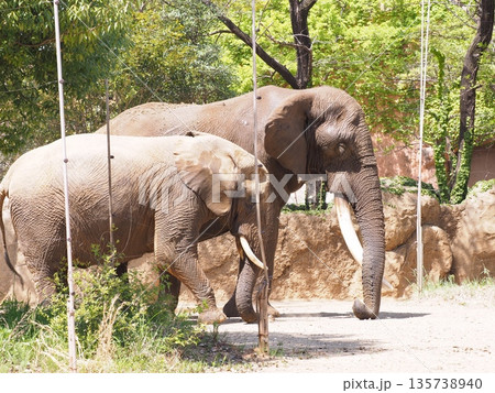 アフリカゾウ 135738940