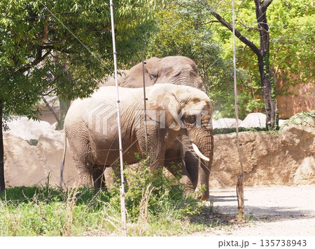 アフリカゾウ アフリカゾウ 135738943