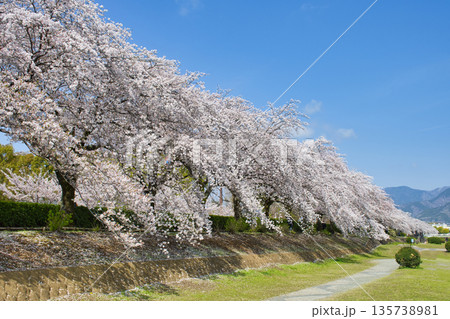 【神奈川県】水無川沿いの桜並木 135738981