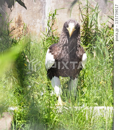 オオワシ 135739017