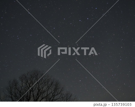 冬木と寒北斗(20260121040921) 冬木と寒北斗(20260121040921) 135739103