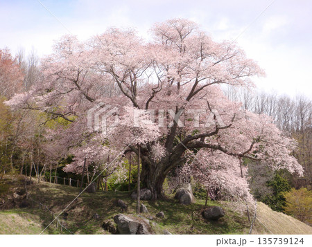 古殿町 越代の桜 古殿町 越代の桜 135739124