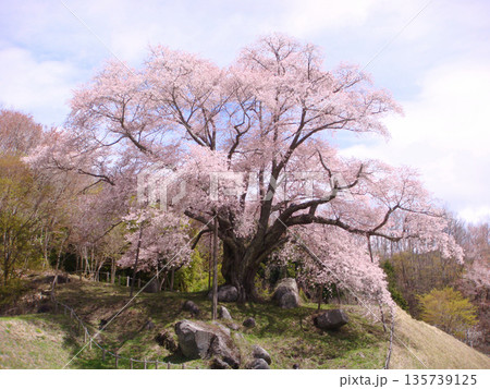 古殿町　越代の桜 135739125