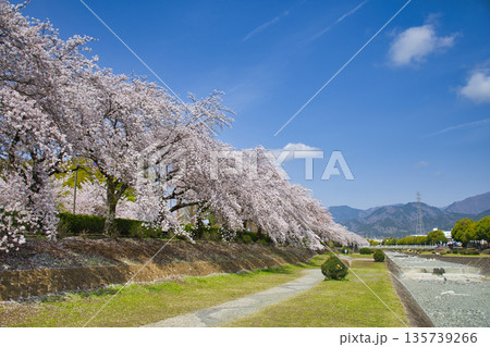 【神奈川県】水無川沿いの桜並木 【神奈川県】水無川沿いの桜並木 135739266