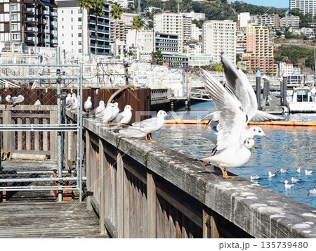 熱海の海とカモメ 135739480
