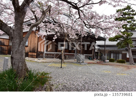 滋賀県高島市 泉慶寺本堂と満開桜 滋賀県高島市 泉慶寺本堂と満開桜 135739681
