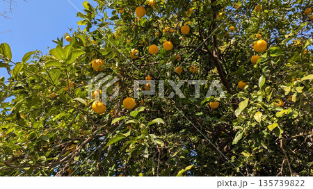 柚子の木 135739822
