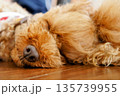 わんこ　安心して寝る　トイプードル 135739955