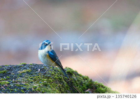 幸せを呼ぶルリビタキ 135740126