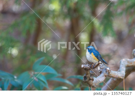 幸せを呼ぶルリビタキ 135740127