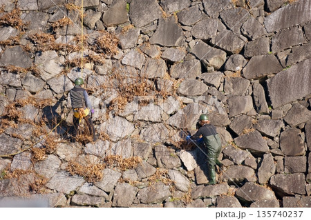石垣の隙間の草を取る人 135740237