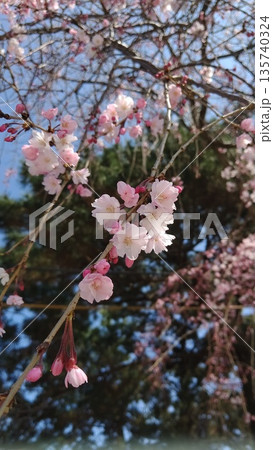 さくら咲く④ さくら咲く④ 135740324